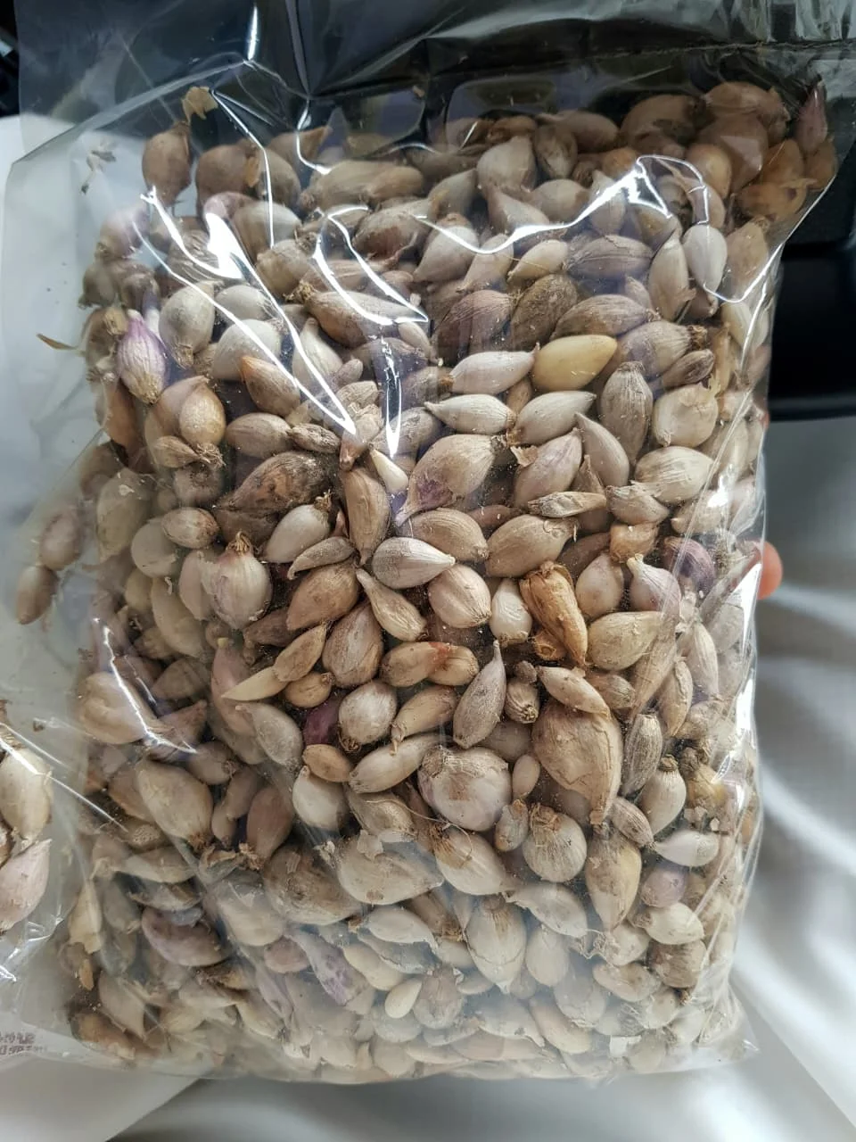 ثوم ذكر يمني طازج